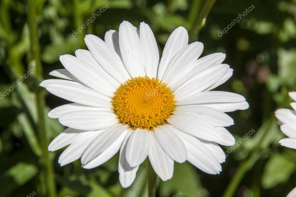 Big Daisy Flower