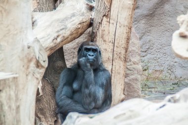 siyah goril düşünme