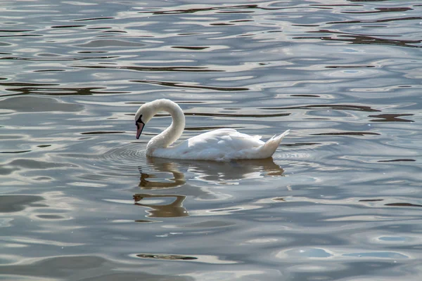 Cisne blanco — Foto de Stock