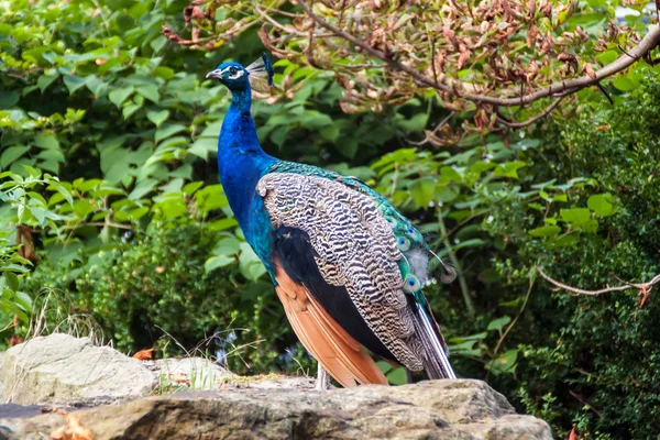 Majestic Peacock — Stock Photo, Image