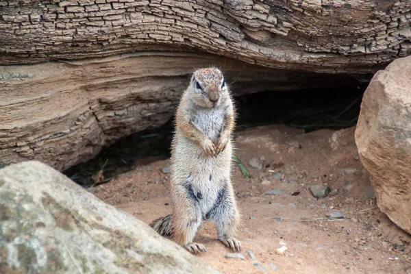 Standing Squirrel — Stock Photo, Image