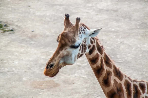 Majestic Giraffe — Stock Photo, Image