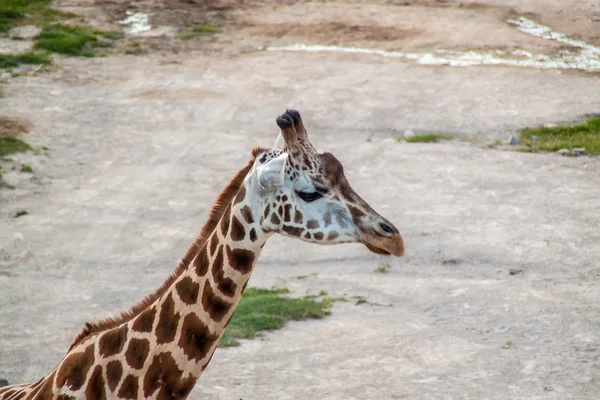 Majestic Giraffe — Stock Photo, Image