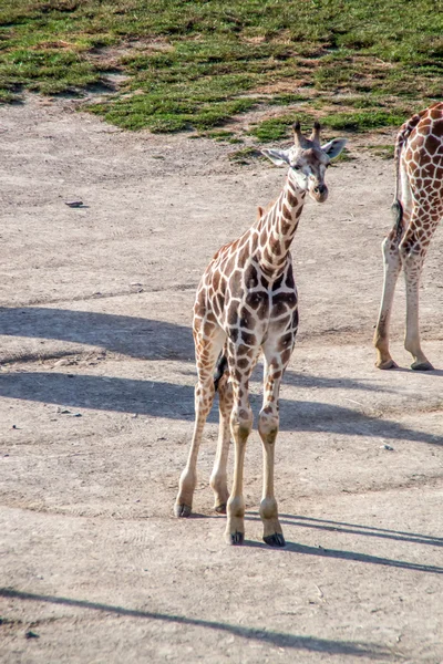 Majestic Giraffe — Stock Photo, Image