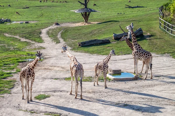 Majestic Giraffe — Stock Photo, Image