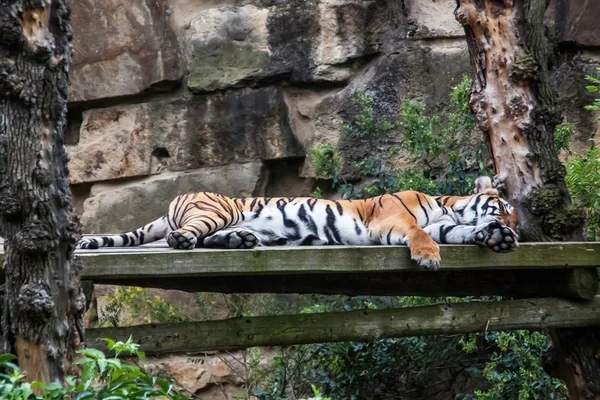 Tigre adormecido — Fotografia de Stock