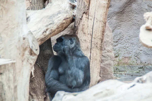 Schwarzem Gorilla-Denken — Stockfoto