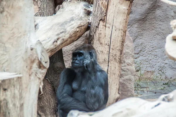 Černá gorila myšlení — Stock fotografie