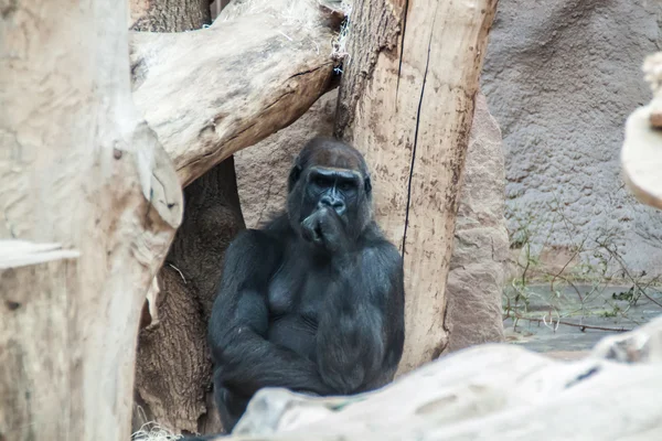 Sorte gorilla tænker - Stock-foto