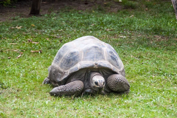 Galapagos tartaruga gigante — Foto Stock