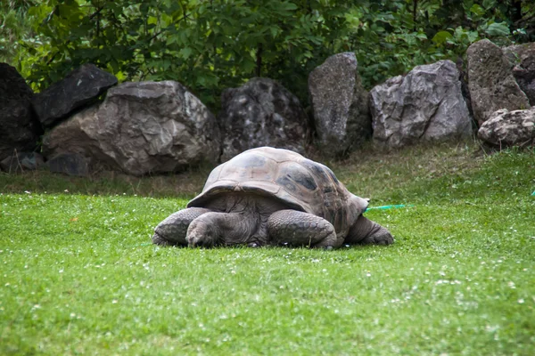 Galapagos tartaruga gigante — Foto Stock