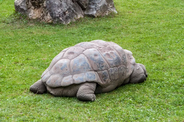 Galapagos dev kaplumbağası. — Stok fotoğraf