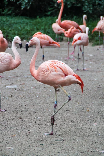 Flamants roses — Photo