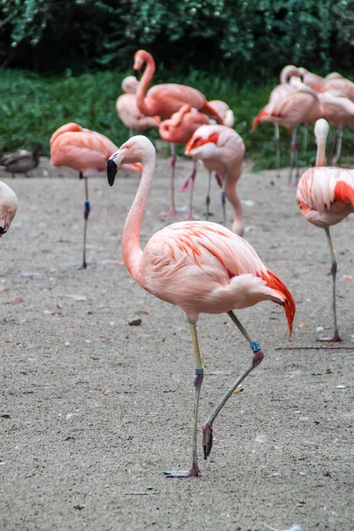 Flamingor — Stockfoto