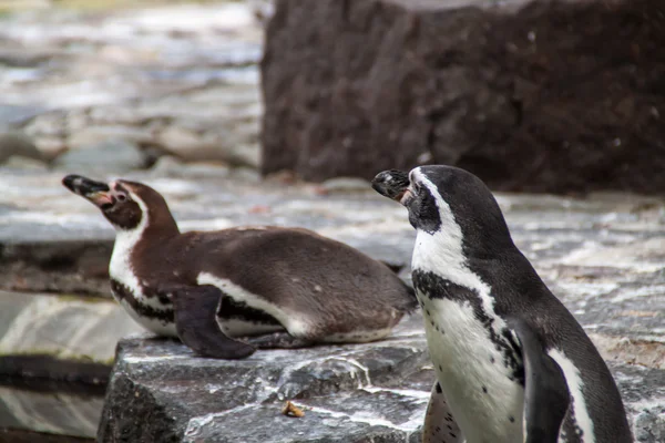 Due pinguini che parlano — Foto Stock