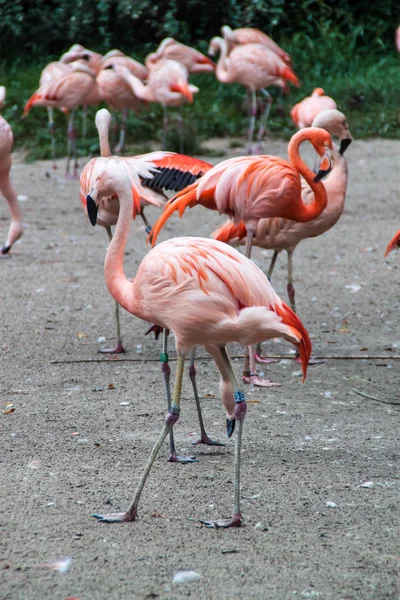 Flamingolar — Stok fotoğraf