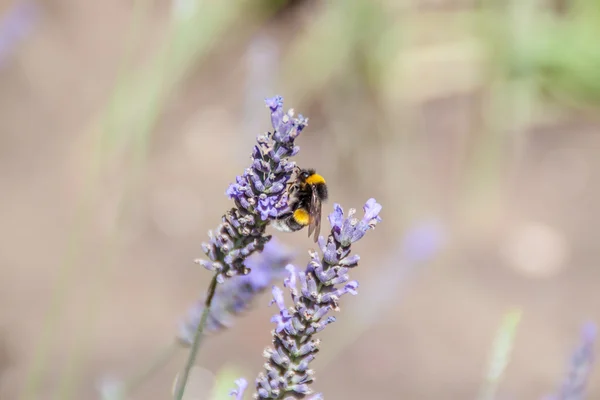 Bumblebee Przewodniczący — Zdjęcie stockowe