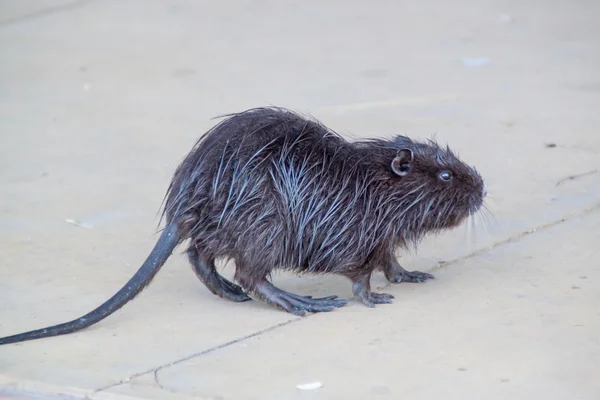 Nutria lub nutrii — Zdjęcie stockowe