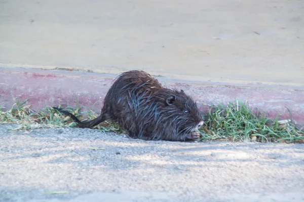 Nutria lub nutrii — Zdjęcie stockowe