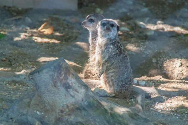 Meerkats는 태양에 — 스톡 사진
