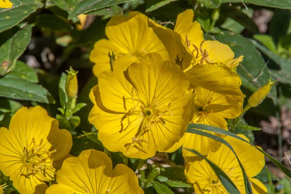 Sarı haşhaş çiçek çiçek — Stok fotoğraf