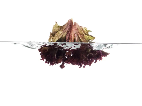 Liść sałaty czerwony — Zdjęcie stockowe