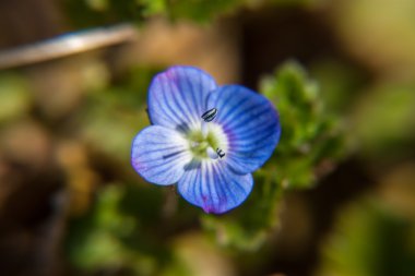 Alan mavi speedwell çiçek