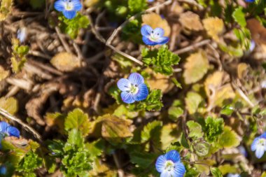 Dosyalanmış mavi speedwell