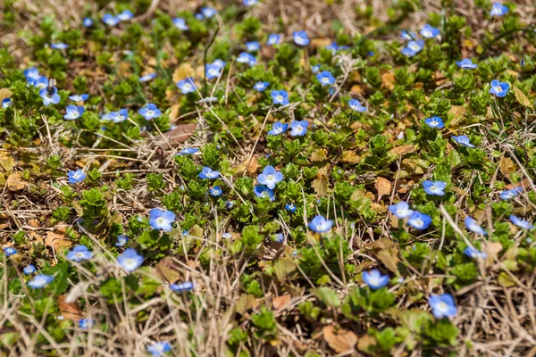 Dosyalanmış mavi speedwell — Stok fotoğraf