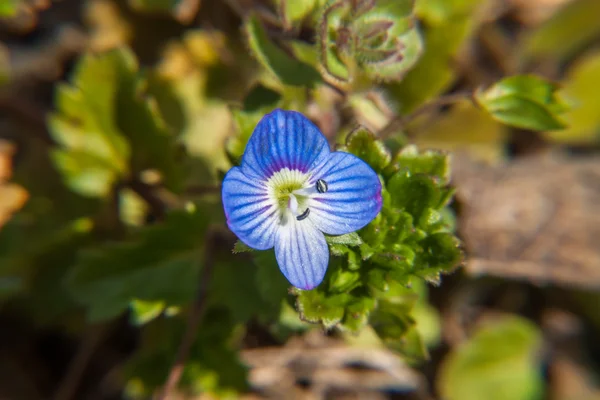 Kék mezőben speedwell virág — Stock Fotó