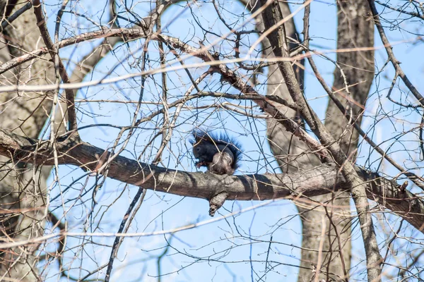 Lustiges Eichhörnchen — Stockfoto