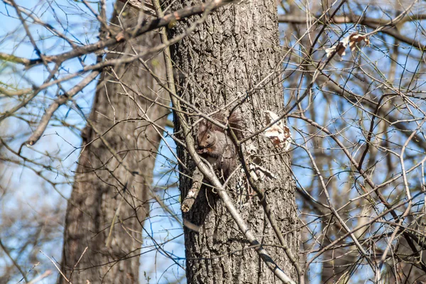 Lustiges Eichhörnchen — Stockfoto