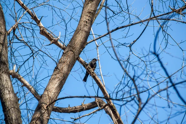 Cuervo sobre fondo azul cielo —  Fotos de Stock