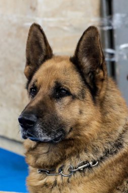 Alman çoban köpeği