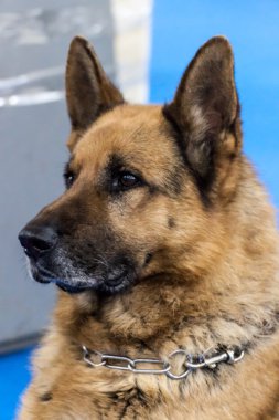 Alman çoban köpeği