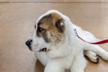 Saint bernard köpeği