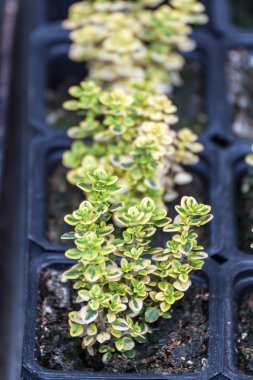 Küçük Myrtus bush