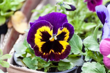 Koyu mavi, siyah ve Viola çiçek sarı