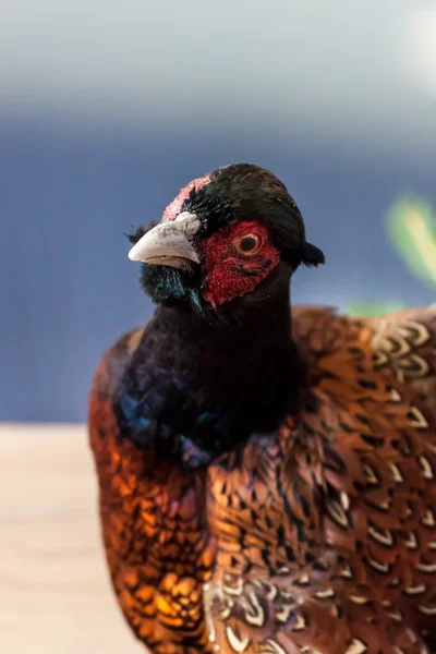 Stuffed pheasant — Stock Photo, Image