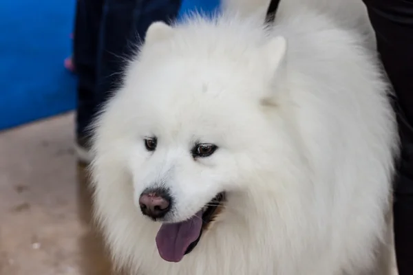 Eskimo dog — Stock Photo, Image