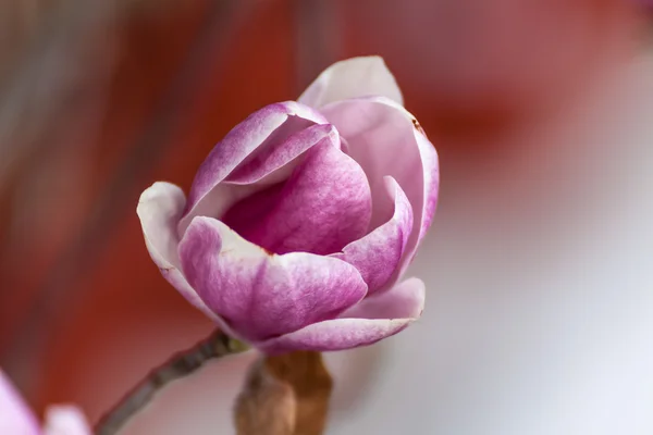 Manolya — Stok fotoğraf