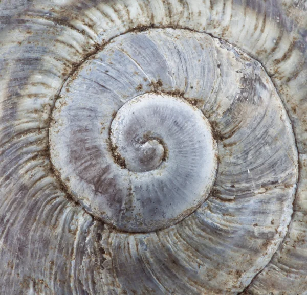 달팽이 껍질 매크로 — 스톡 사진