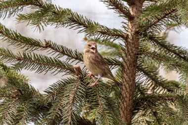 avrupa greenfinch