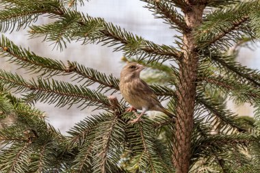 avrupa greenfinch