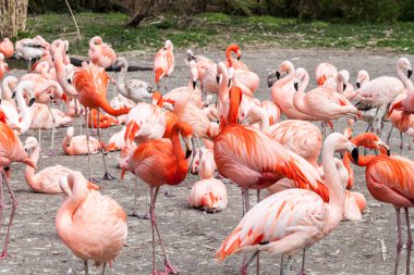 Amerikan ve Şili flamingos