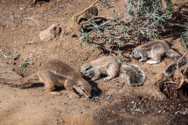 Çizgili bush sincap