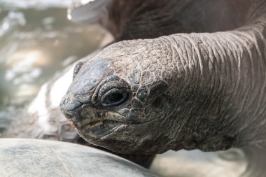 Galapagos dev kaplumbağası.