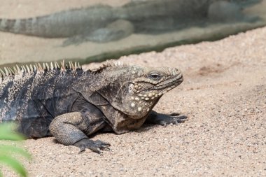 Iguana