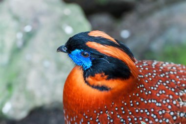 Temminck'ın tragopan