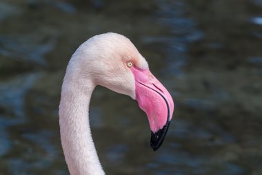 Profil portre büyük flamingo